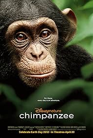Chimpanzee Chimpanzee