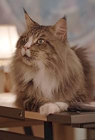 Kitty