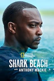 Shark Shark