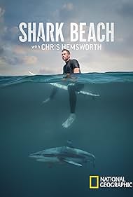 Shark Shark