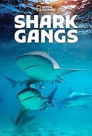 Shark Shark