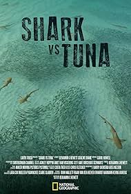 Shark Shark