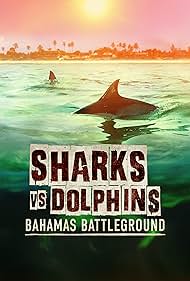 Sharks Sharks