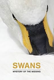 Swans: Swans: