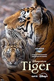 Tiger Tiger