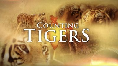 Counting Tigers (2019)