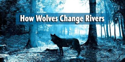 How Wolves Change Rivers (2014)
